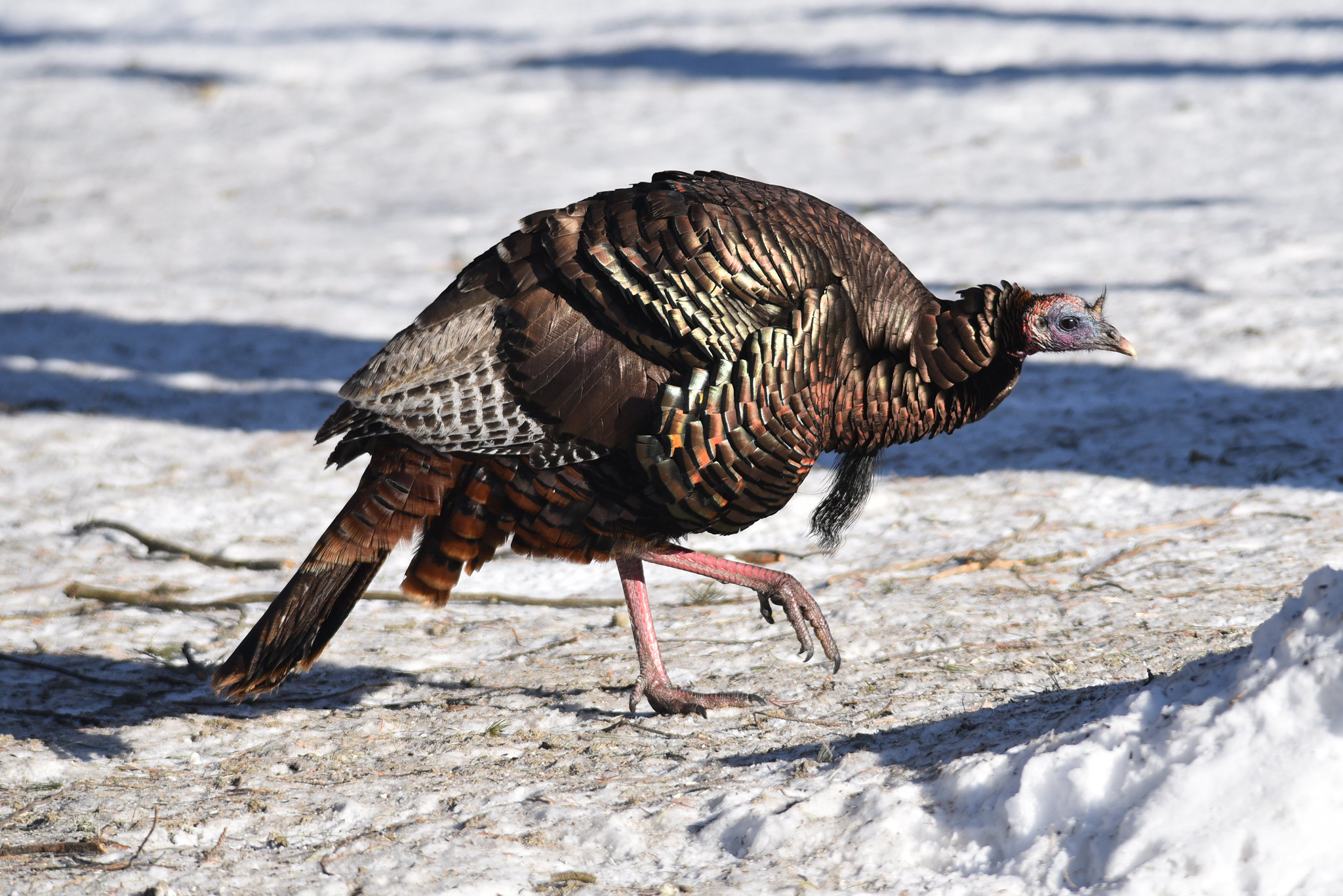 Wild turkey habitat